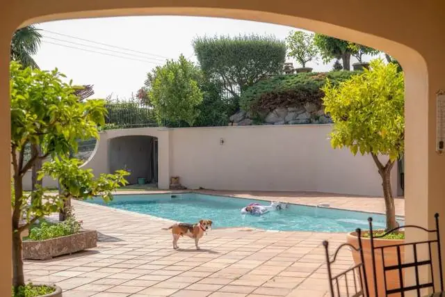 Piscine vue sous l'arche de la terrasse, chien dans le jardin